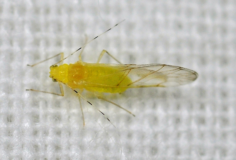 Aphididae e Psyllidae: cfr. Cacopsylla sp.